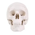 Halloween Mini Human Skull Model -Small Skeleton Head Skull Model -Includes Full Set of Teeth, Removable Skull Cap and Articulated Mandible, 3.8x3x3.8in