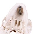 Halloween Mini Human Skull Model -Small Skeleton Head Skull Model -Includes Full Set of Teeth, Removable Skull Cap and Articulated Mandible, 3.8x3x3.8in