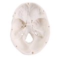 Halloween Mini Human Skull Model -Small Skeleton Head Skull Model -Includes Full Set of Teeth, Removable Skull Cap and Articulated Mandible, 3.8x3x3.8in