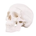 Halloween Mini Human Skull Model -Small Skeleton Head Skull Model -Includes Full Set of Teeth, Removable Skull Cap and Articulated Mandible, 3.8x3x3.8in