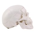 Halloween Mini Human Skull Model -Small Skeleton Head Skull Model -Includes Full Set of Teeth, Removable Skull Cap and Articulated Mandible, 3.8x3x3.8in
