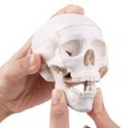 Halloween Mini Human Skull Model -Small Skeleton Head Skull Model -Includes Full Set of Teeth, Removable Skull Cap and Articulated Mandible, 3.8x3x3.8in